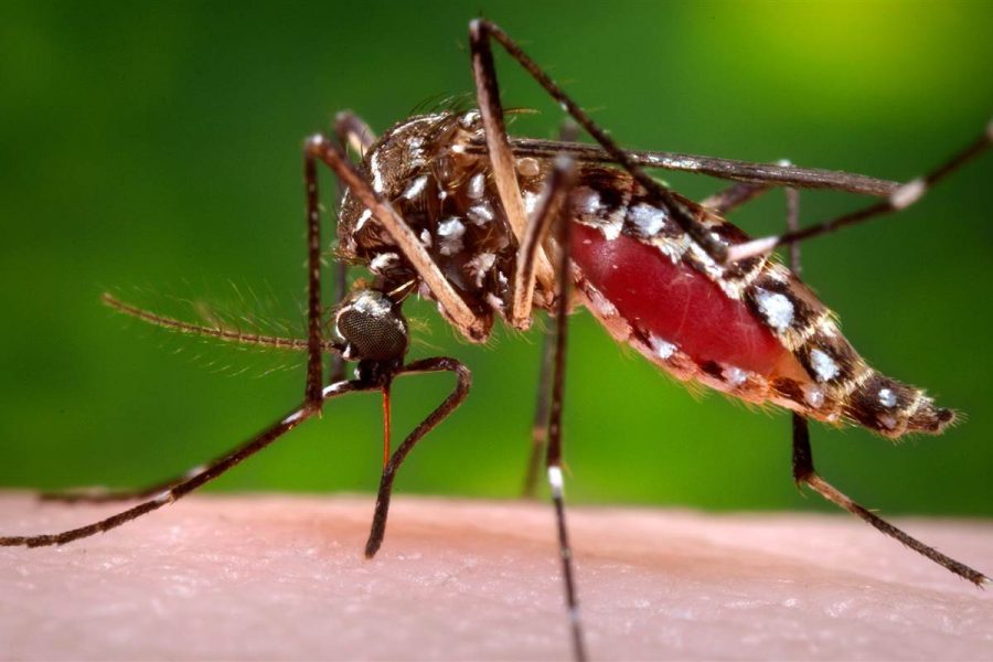 Featured image of AEDES mosquito. Photo courtesy of NBCnews.com