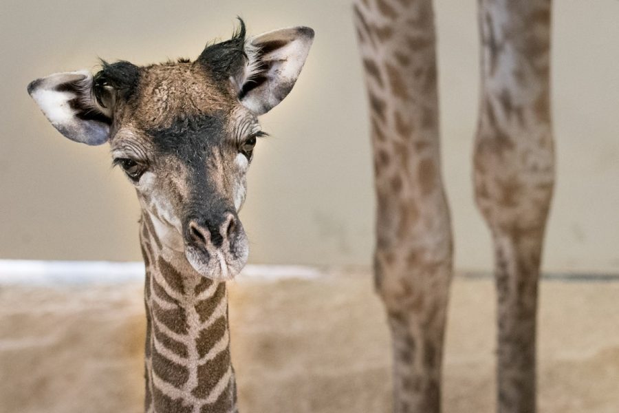 Cleveland Welcomes Baby Animals to Zoo