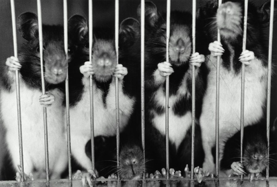 Rats (Rattus sp) holding bars and peering out of cage, close-up (B&W)