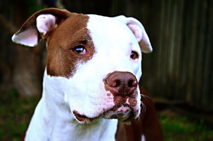 Close-Up+Of+Pit+Bull+Terrier