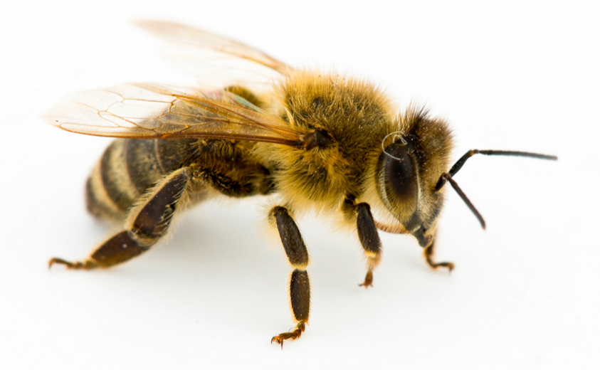 Why+Bees+Are+Important