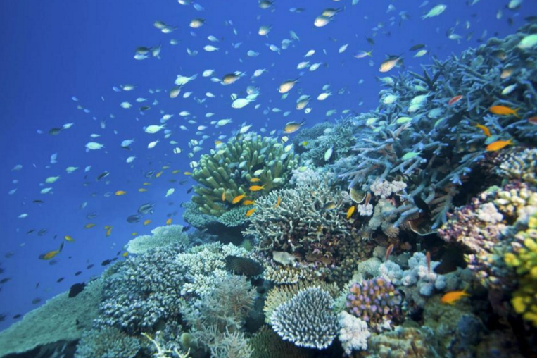 Australia+Investing+Millions+to+Save+Great+Barrier+Reef