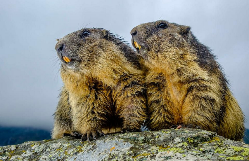 Mongolian Couple die of bubonic plague after eating marmot, triggering quarantine