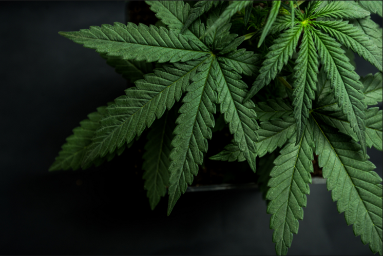 Legalization+of+Marijuana