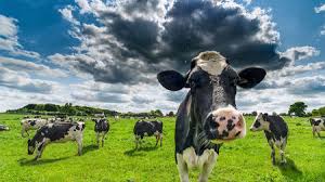Cows wearing Vr headsets
