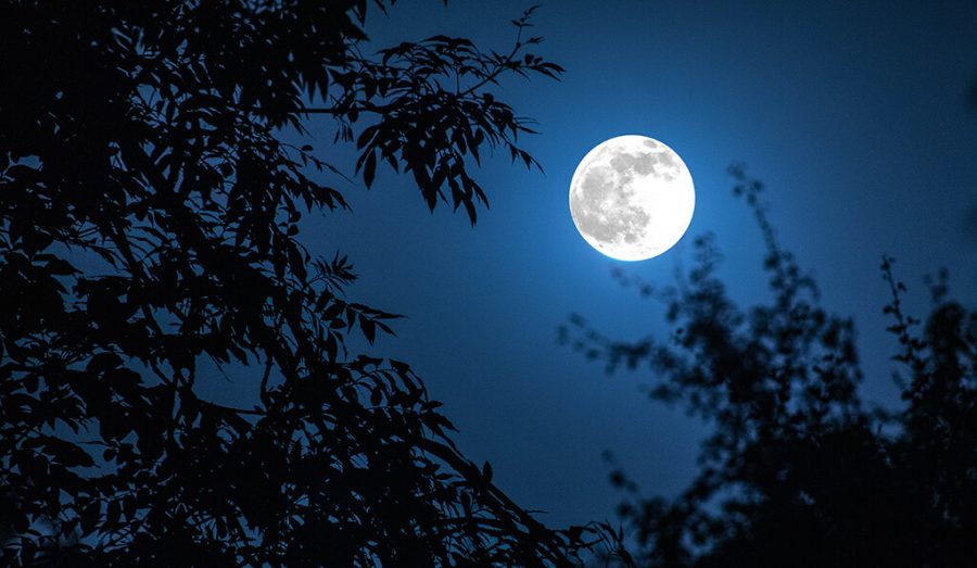 Night+landscape+of+sky+and+super+moon+with+bright+moonlight+behind+silhouette+of+tree+branch.+Serenity+nature+background.+Outdoors+at+nighttime.+Selective+focus