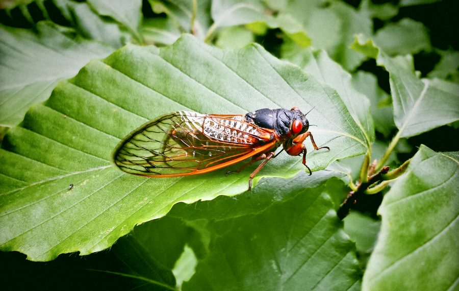 Seventeen Year Cicada On A Leaf From Virginia, USA.Shot with cell phone.