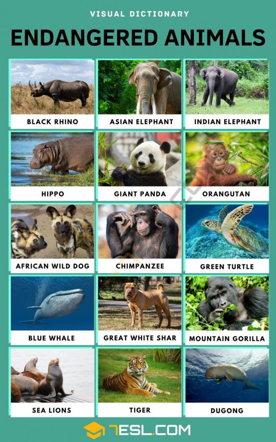 Endangered+Species