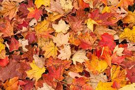 Lakewood Leaf Collection is Coming Up!
