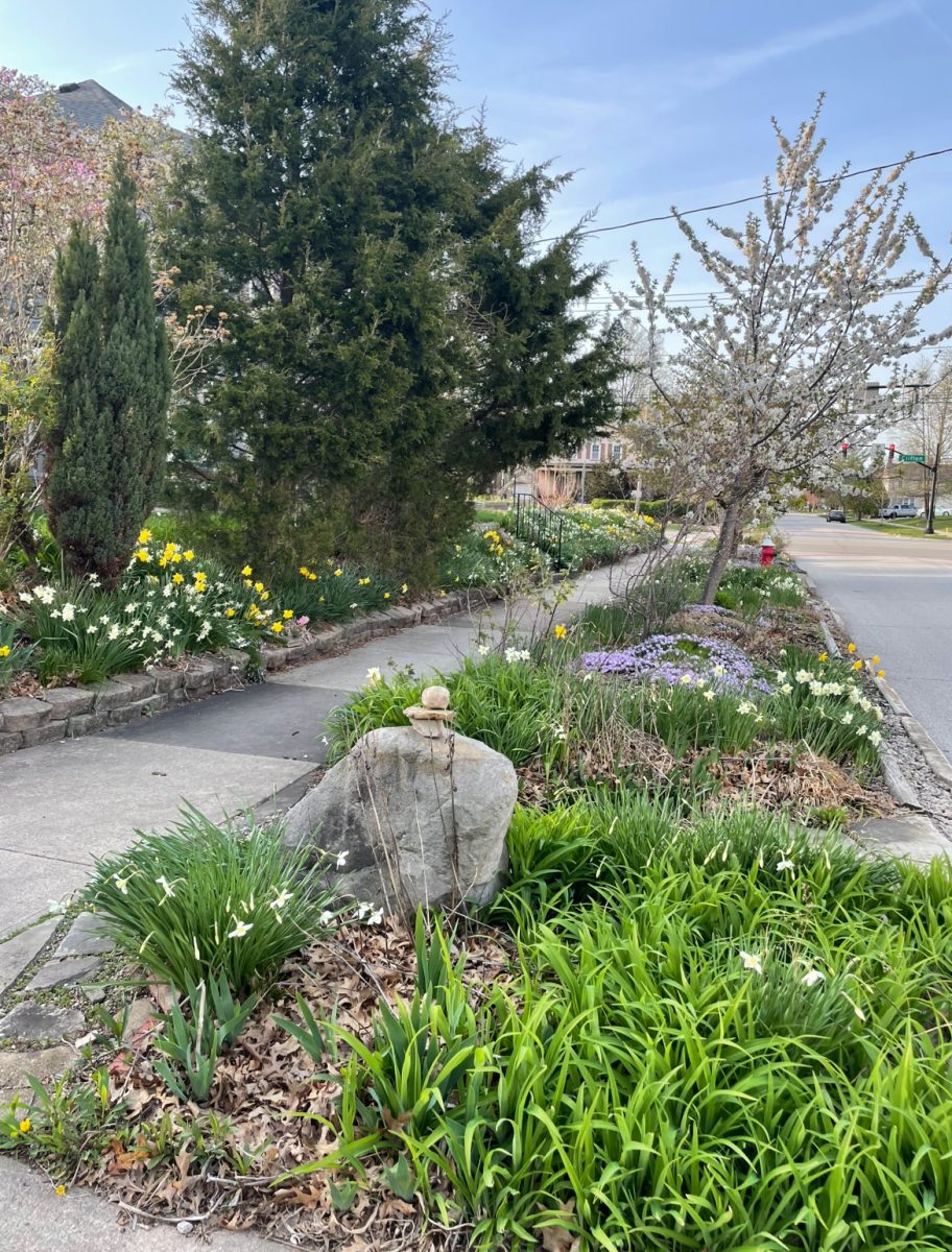 A beautiful view of Hogan's tree lawn, featuring many kinds of herbs, flowers, and native trees.