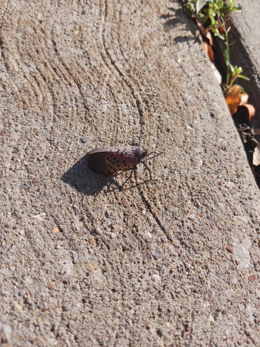 A spotted lanternfly was observed in Lakewood, Ohio. It has gray outer wings with black spots and red inner wings.