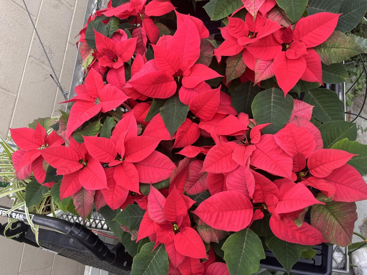 Poinsettias after experiencing short days, which develop their vibrant red color.