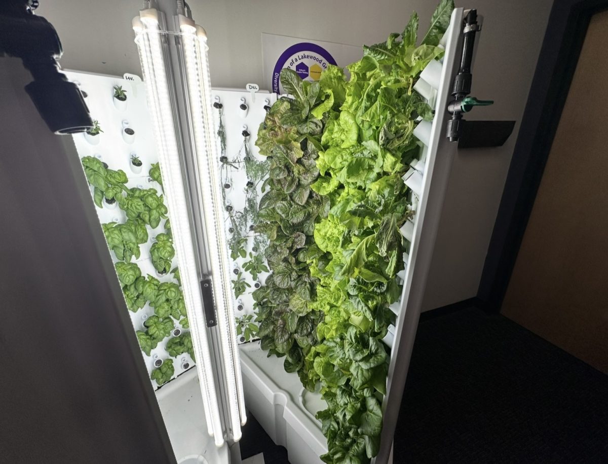 A view of the hydroponics system used for the MILES Market.