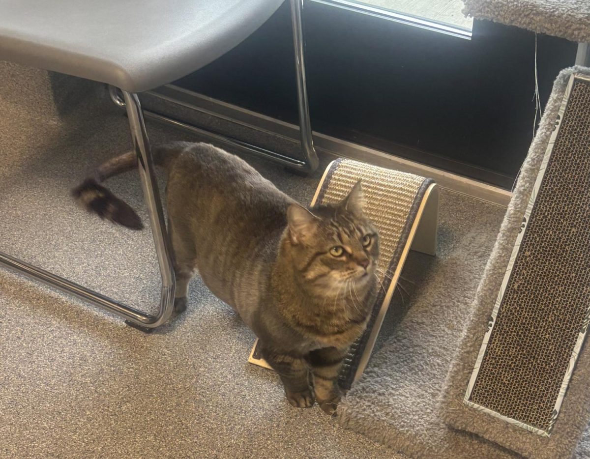 Lakewood Animal Shelter's furry friend, Bubbles, enjoying the adoption room.